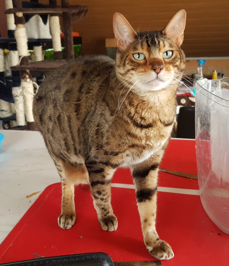 Bengalkatze Kimba hofft auf was fressbares