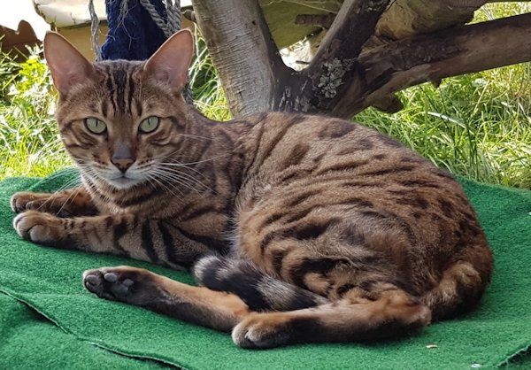 Bengalkatze Kaju im Freigegehe