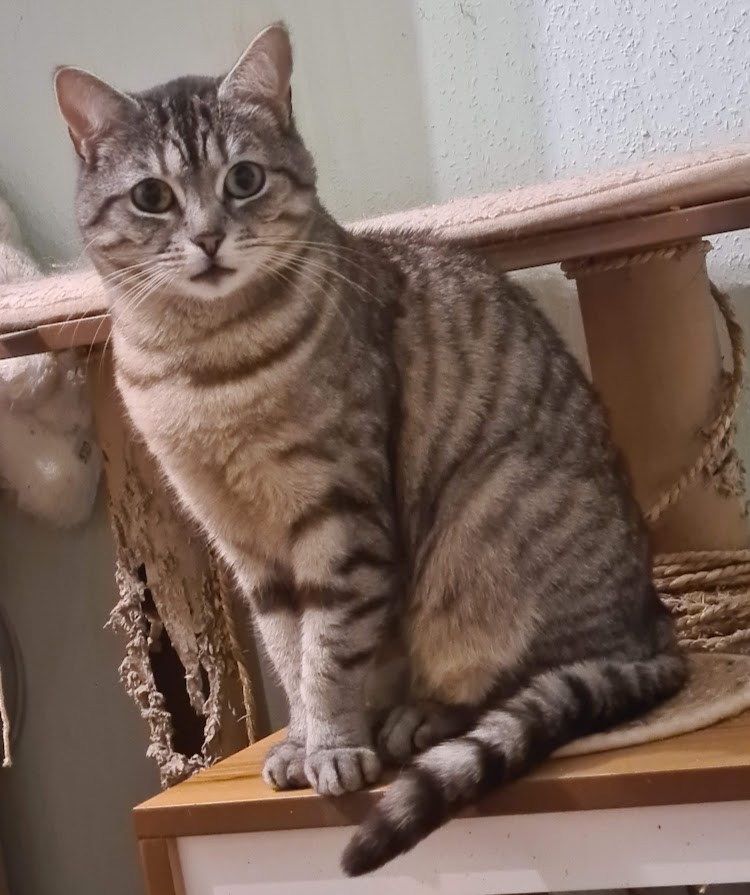 Lexy auf dem Kratzbaum