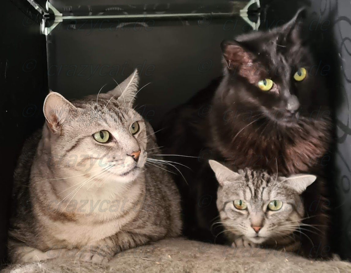 Lexy, Fussel und Luna beim rudelkuscheln