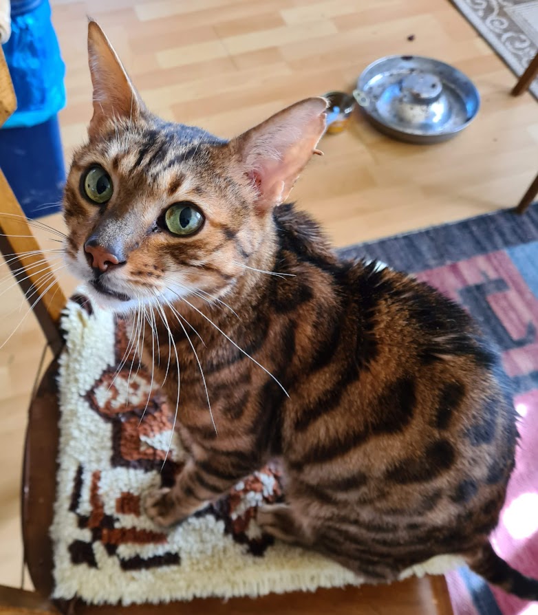 Bengalkatze Kaju auf einem Stuhl