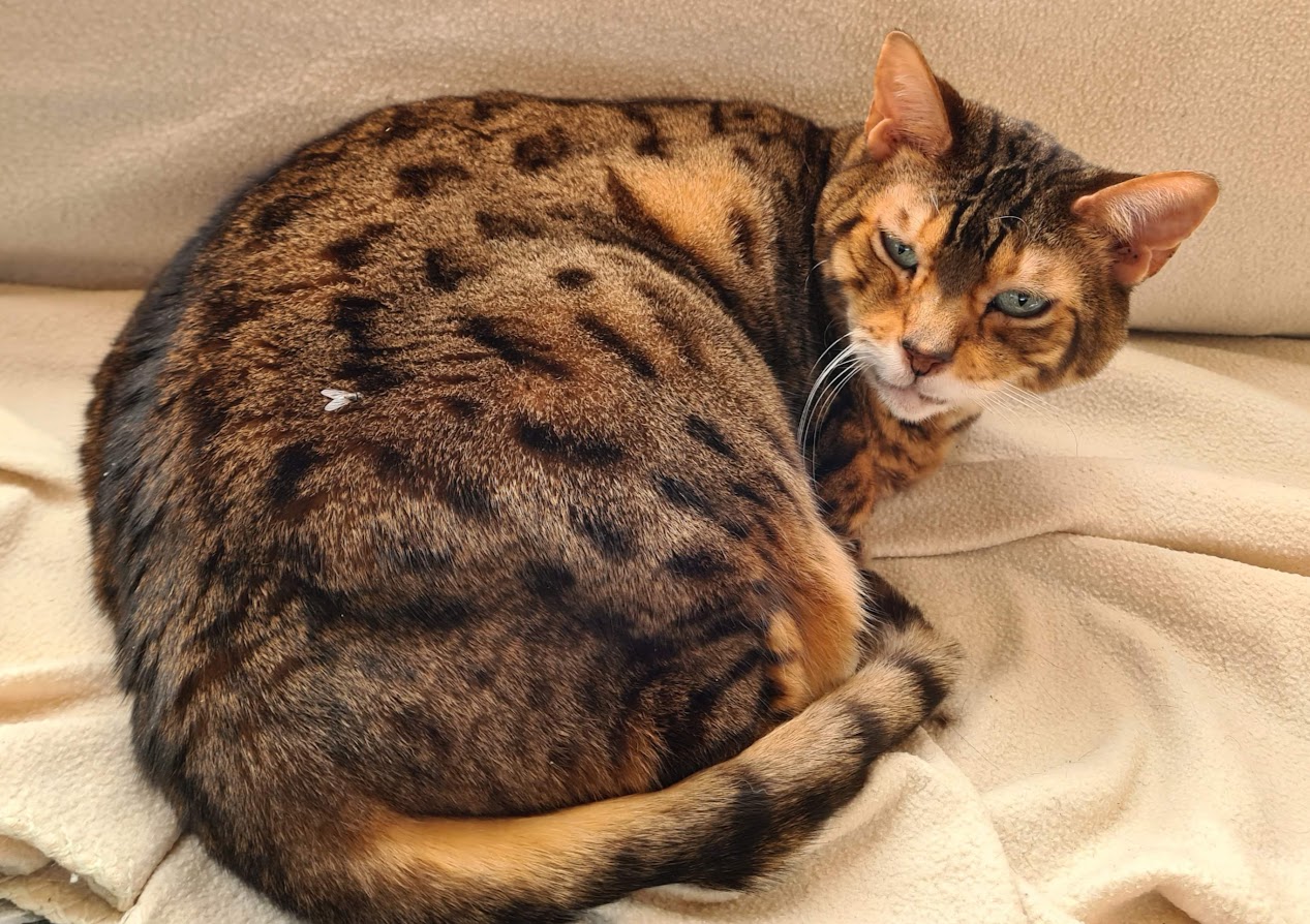 Bengalkatze Kimba beim nickerchen