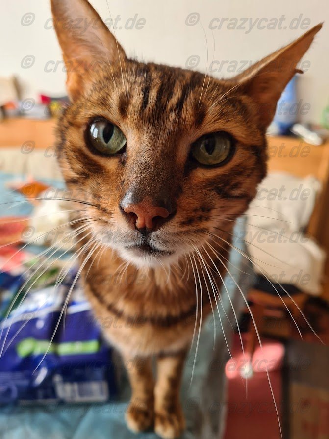 Bengalkatze Kayu  schaut etwas verknittert in die Kamera