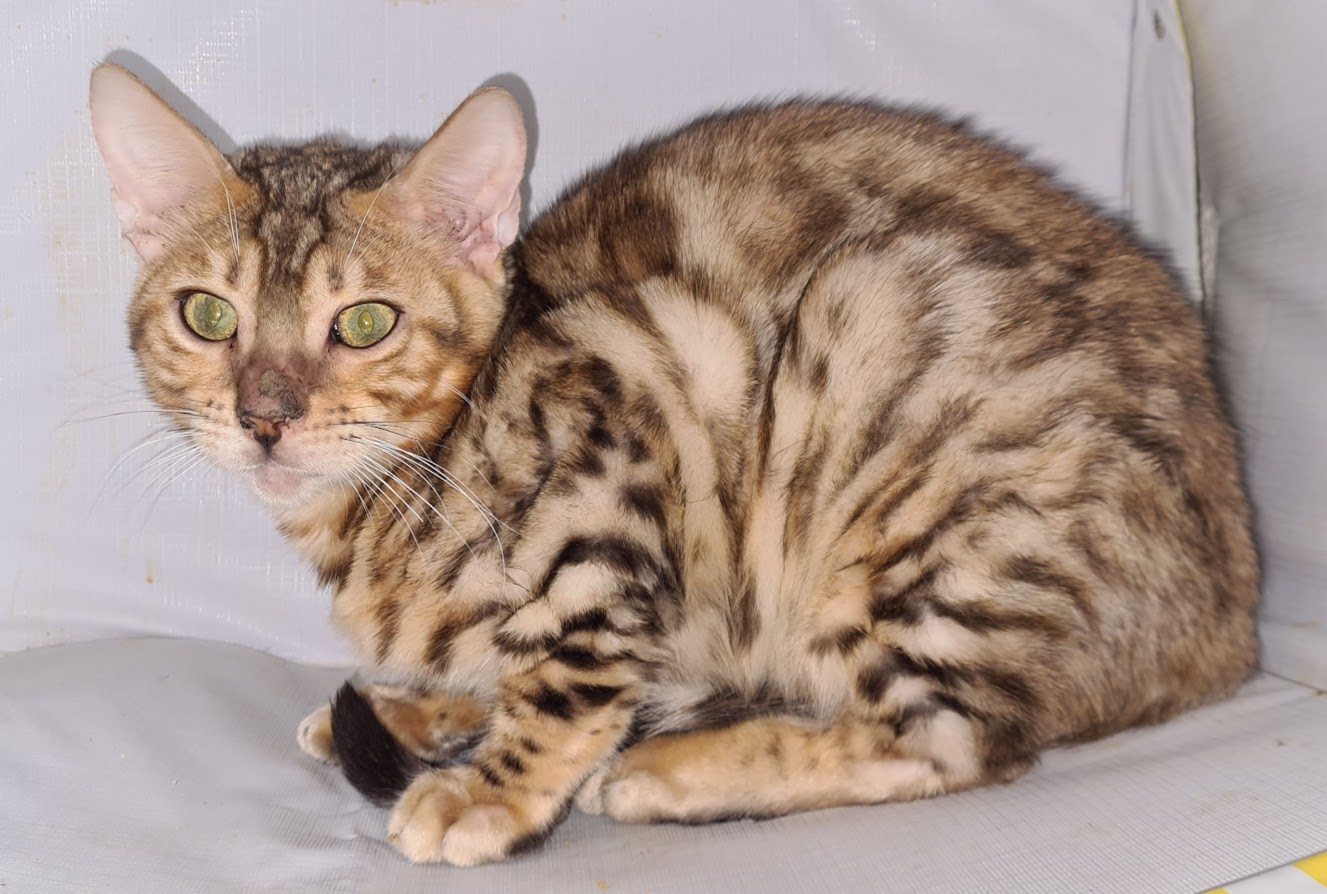 Bengalkater Tyrion in seinem Lieblings versteck