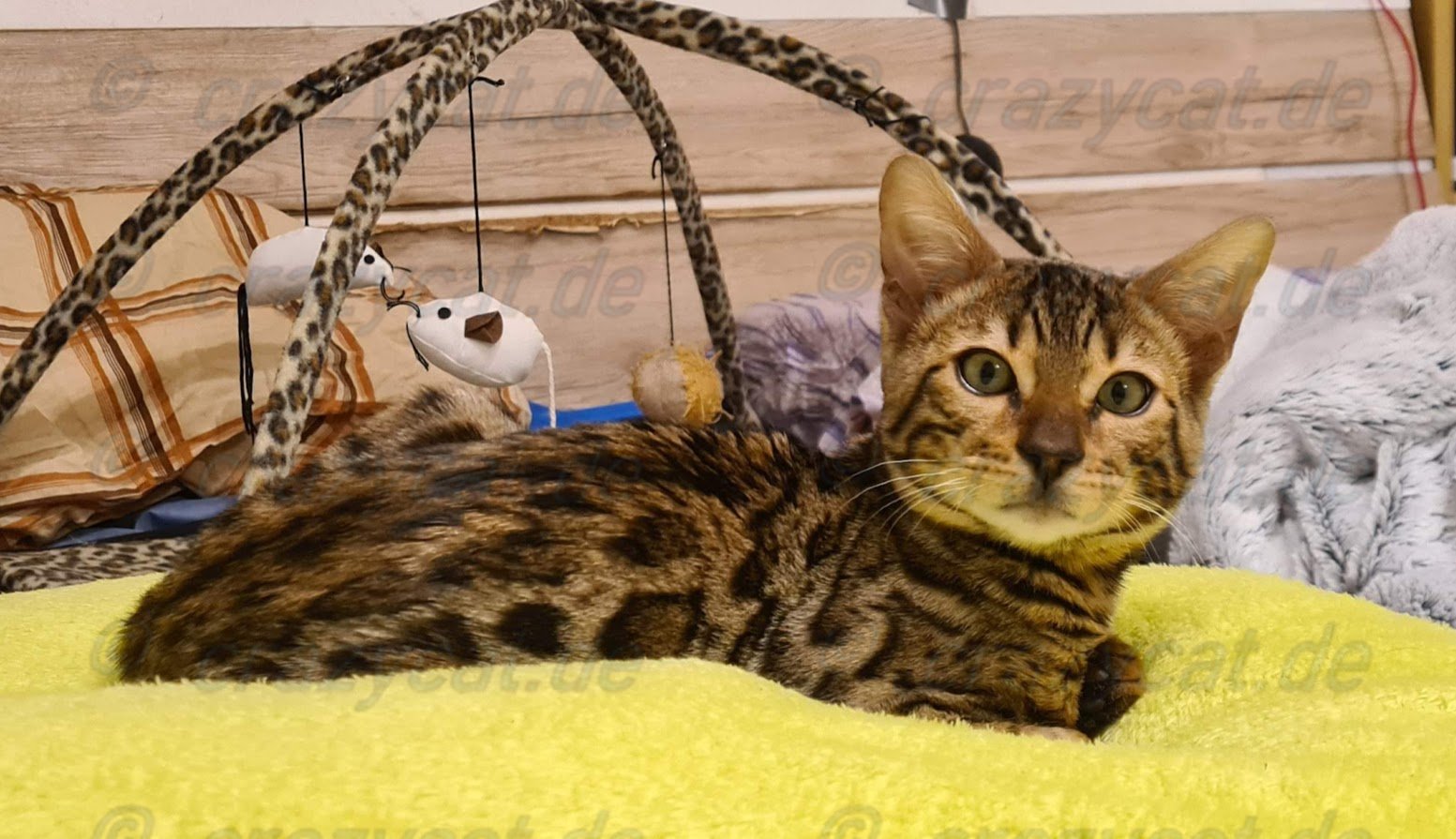 Bengalkatze Tyrell überlegt sich, was er als Nächstes anstellen kann