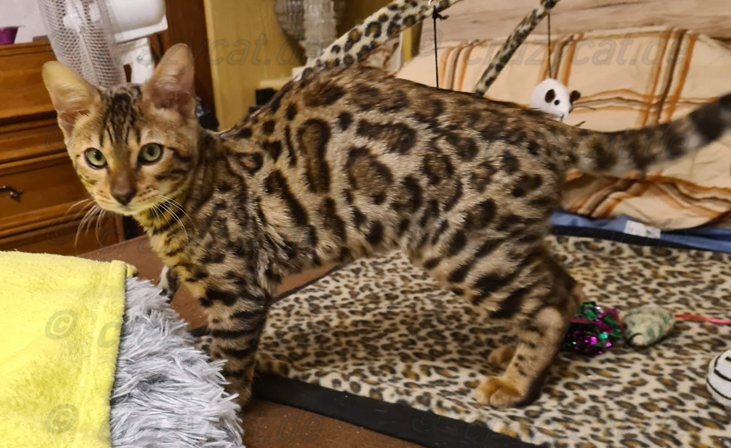 Bengalkatze Tyrel auf dem Bettl
