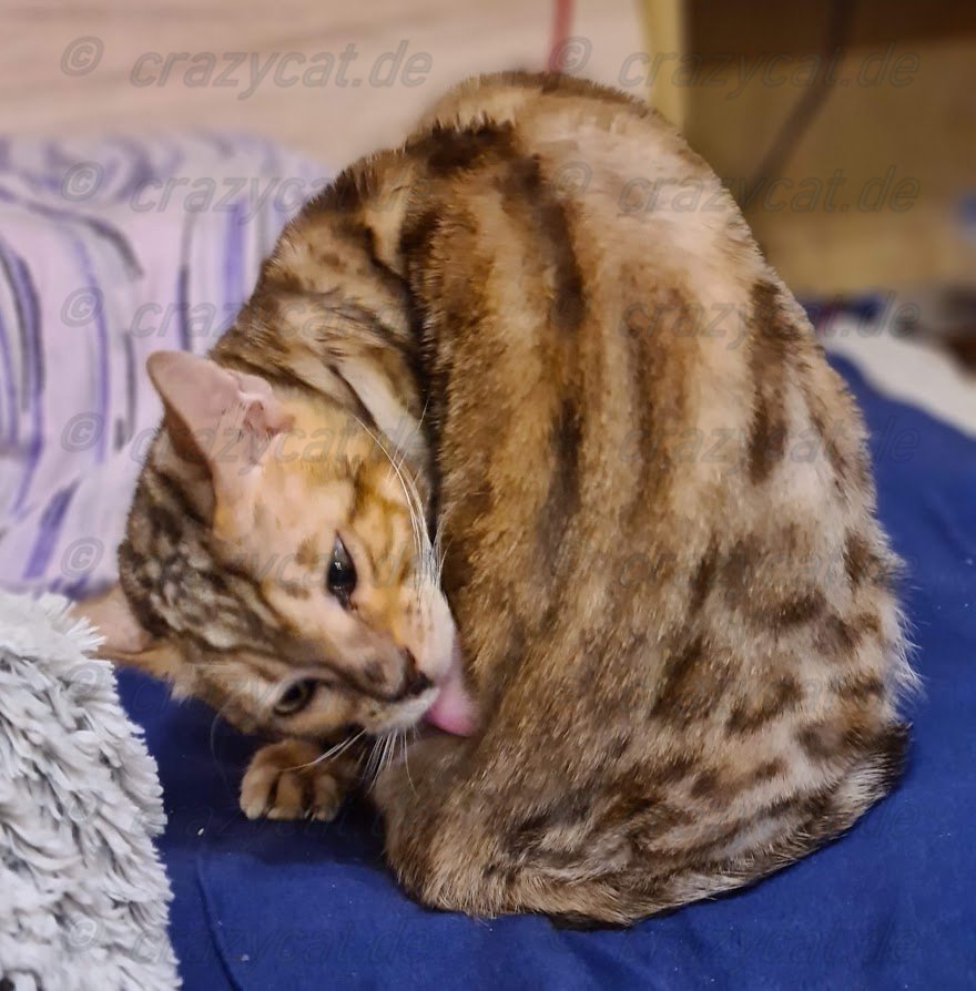 Bengalkatze Tyrion beim Putzen