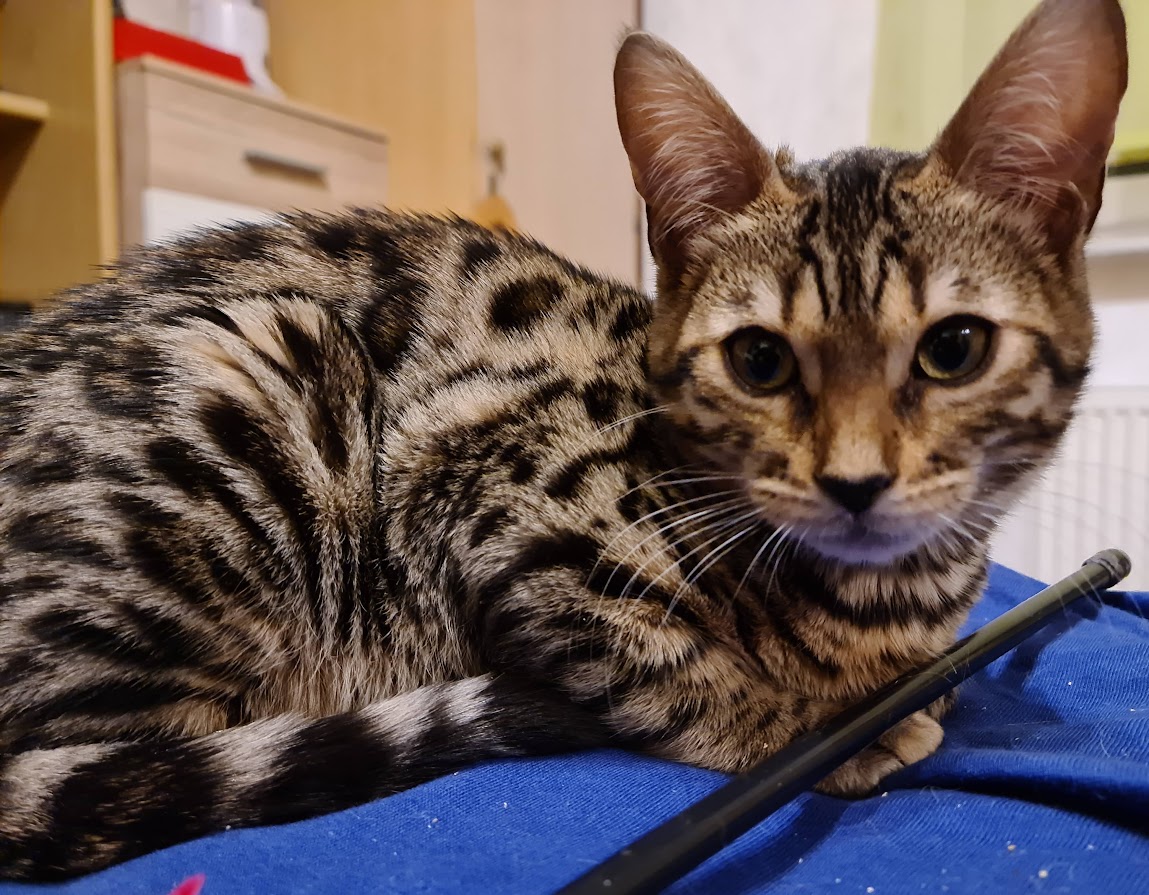 Bengalkatze Tassira will spielen
