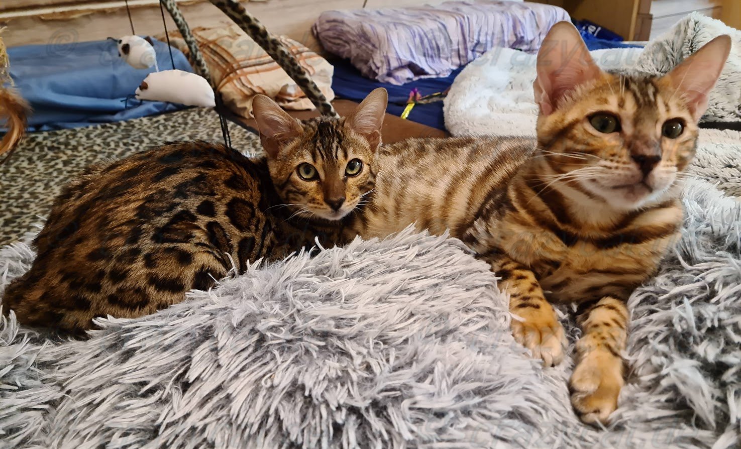 Bengalkatze Tyrell &amp; Tyrion auf dem Bett