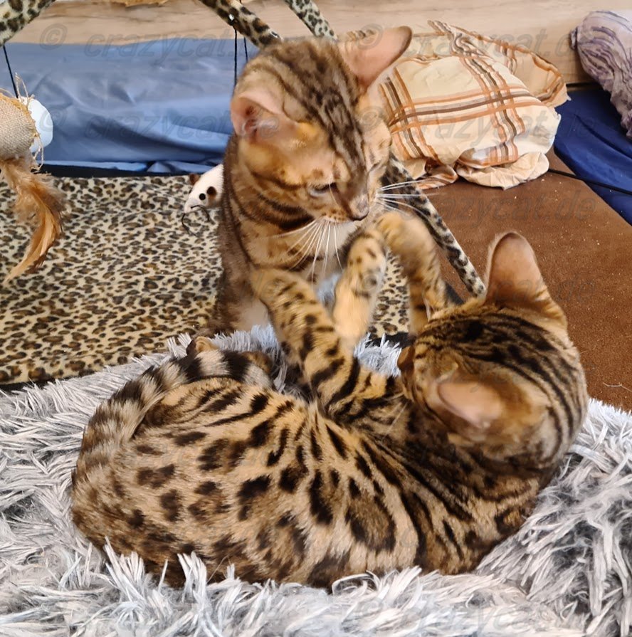 Bengalkatze Tyrion &amp; Tyrell beim spielen