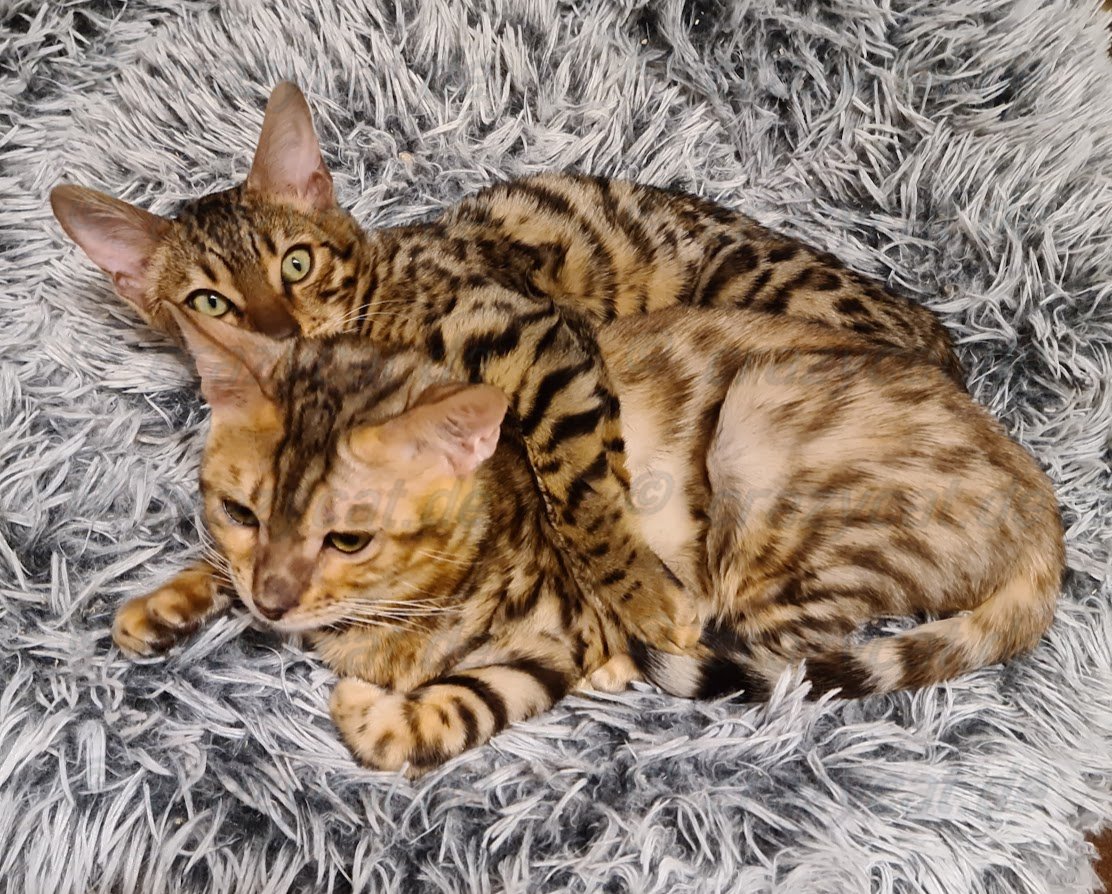 Bengalkatze Tyrion &amp; Tyrell kuscheln im Katzendonat