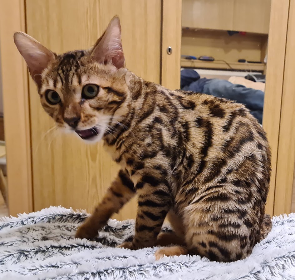 Bengalkatze Tyrell beim putzen