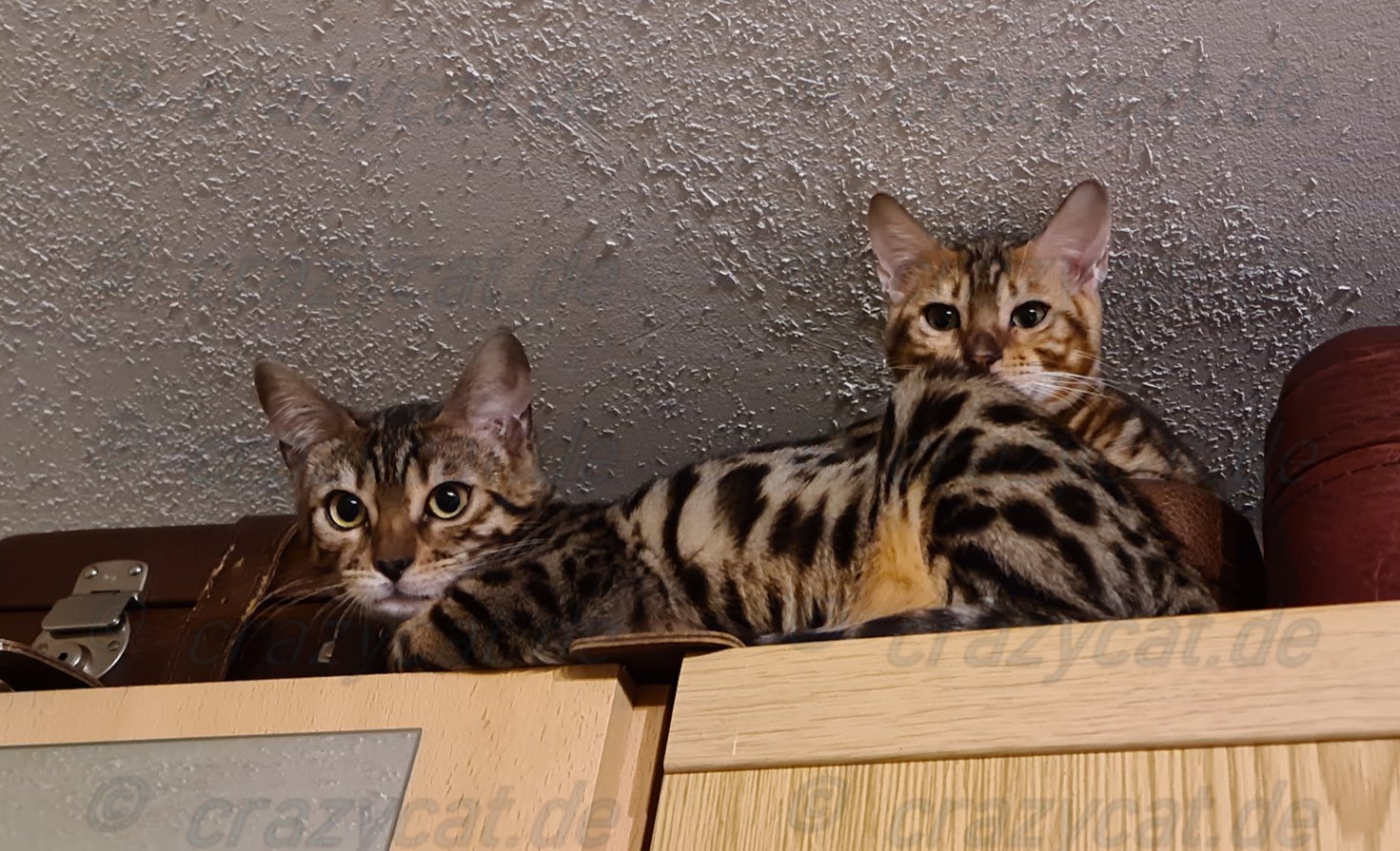 Die Bengalen Tassira &amp; Tyrion erkunden den Schrank