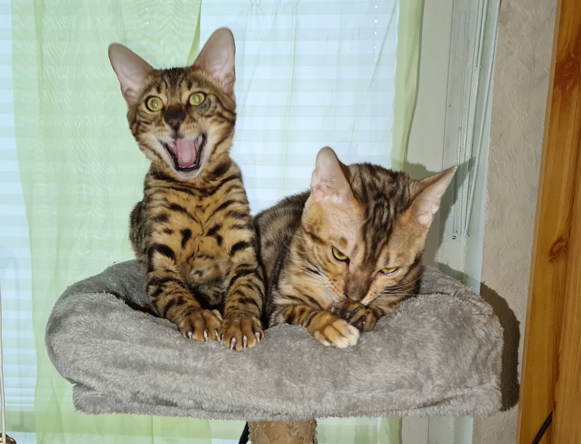 Bengalkater Tyrion beim erzählen