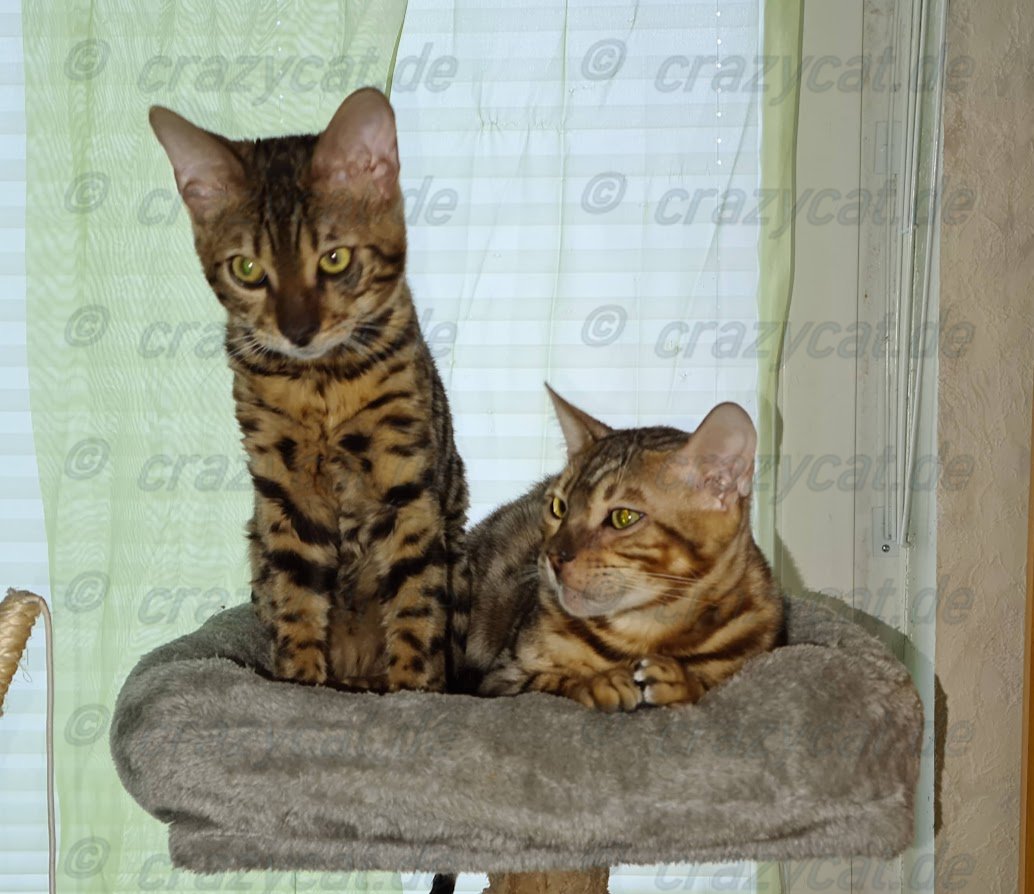 Bengalkatze Tyrell &amp; Tyrion auf dem kratzbaum
