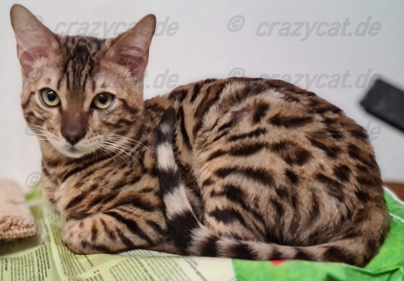 Bengalkatze Tyrell bewacht sein Katzenstreu