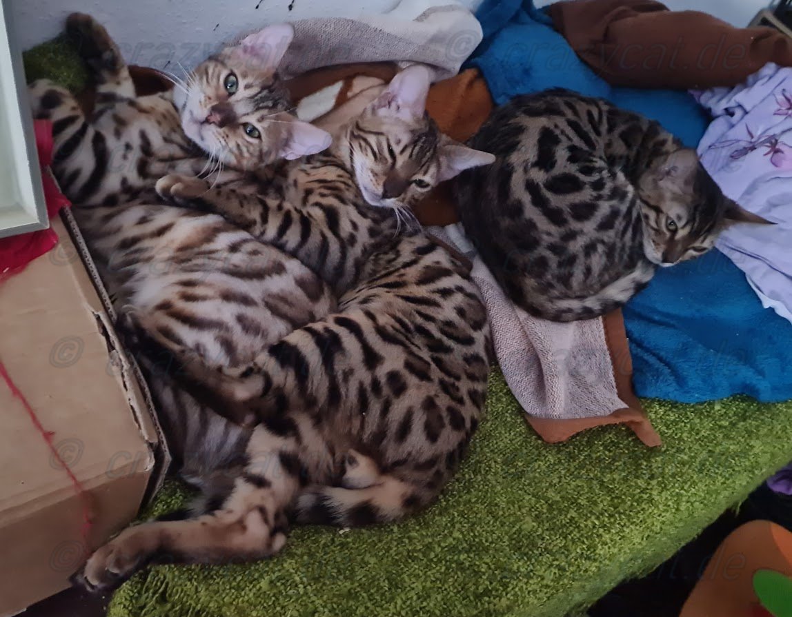Bengalen Tyrion, Tyrell &amp; Tassira beim Mittagsschlaf