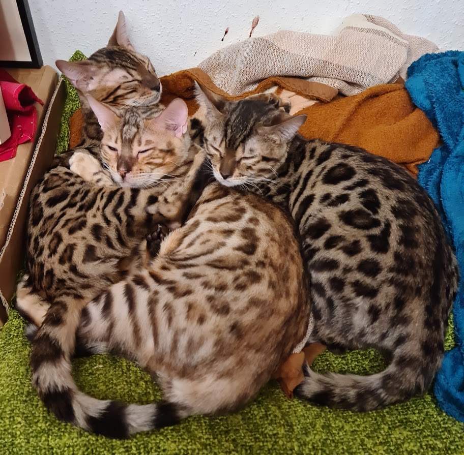 Die Bengalen beim Mittagsschlaf