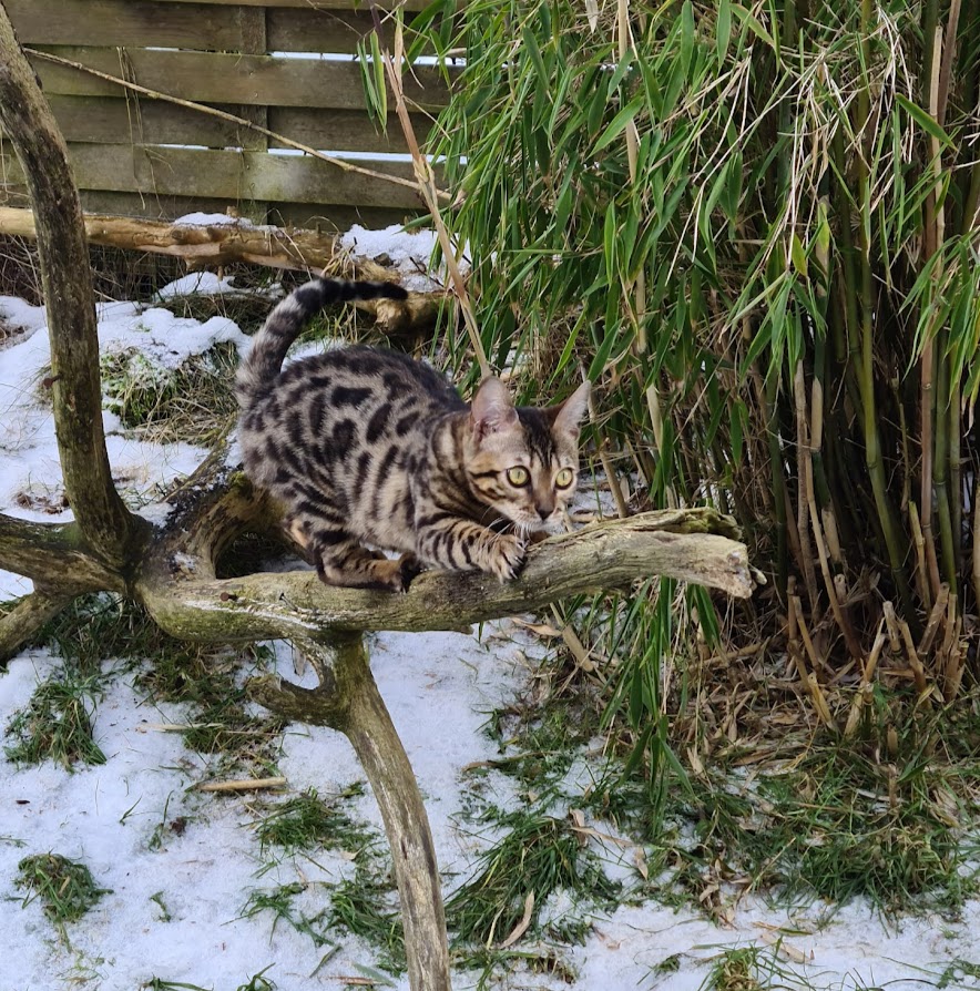Bengalkatze Tassiera im Freigehege
