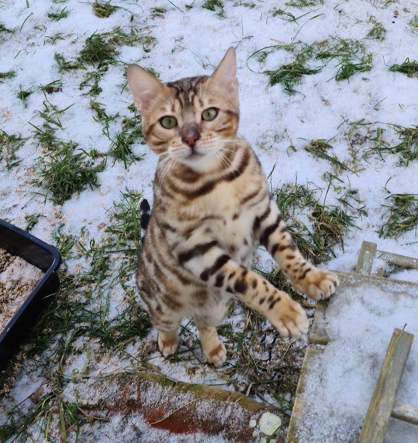 Bengalkatze Tyrion im Freigehege