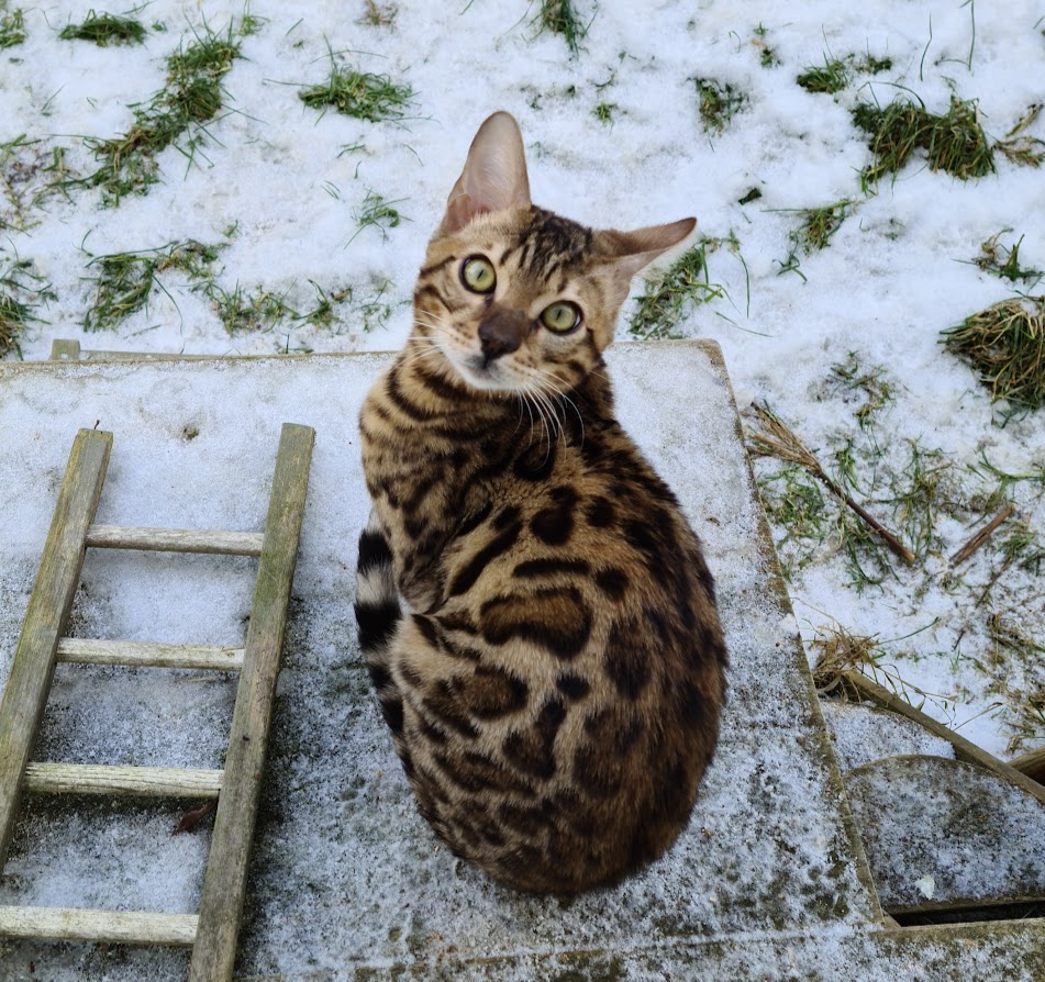 Bengalkatze Tyrell im Freigehege