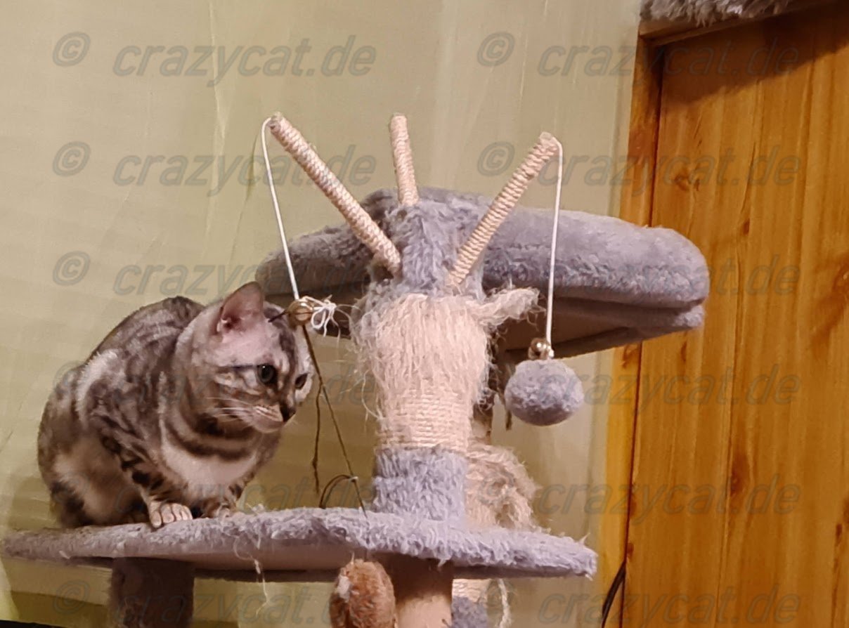 Bengalkatze Naomi auf dem Kratzbaum