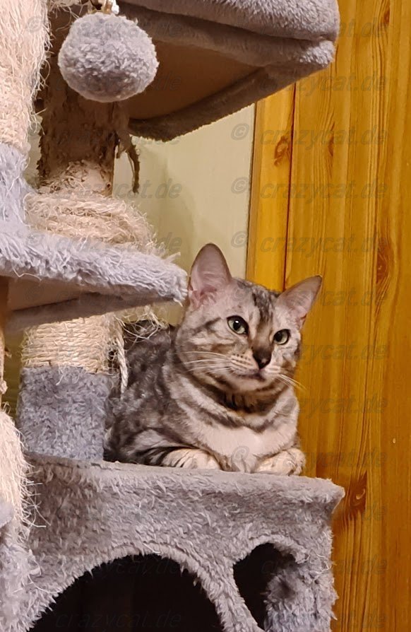 Bengalkatze Naomi liegt auf dem von Bengalen misshandeltem Kratzbaum.