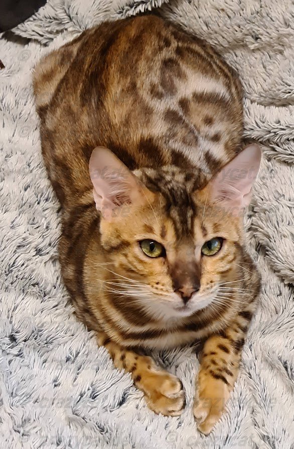 Bengalkatze Tyrion liegt auf dem Bett
