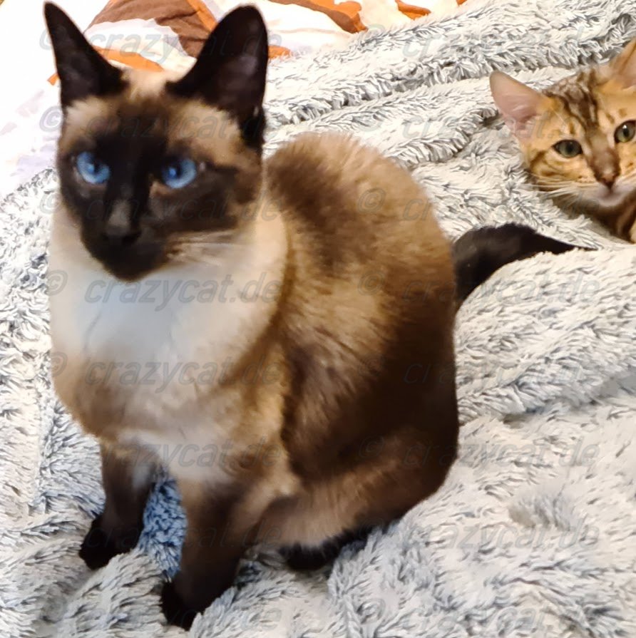 Siamkatze Finchen mit Bengalkater Tyrion auf dem Bett