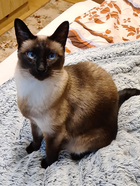 Siamkatze Finchen sitzt auf dem Bett