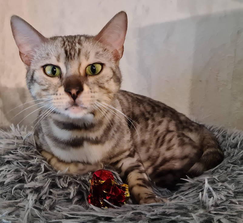 Bengalkatze Naomi liegt in Ihrem Katzendonat