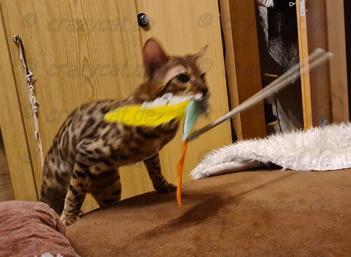 Bengalkatze Tyrell beim Spielen