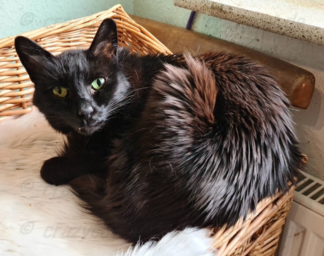 Balinesin Luna auf Ihrem Katzenkörbchen