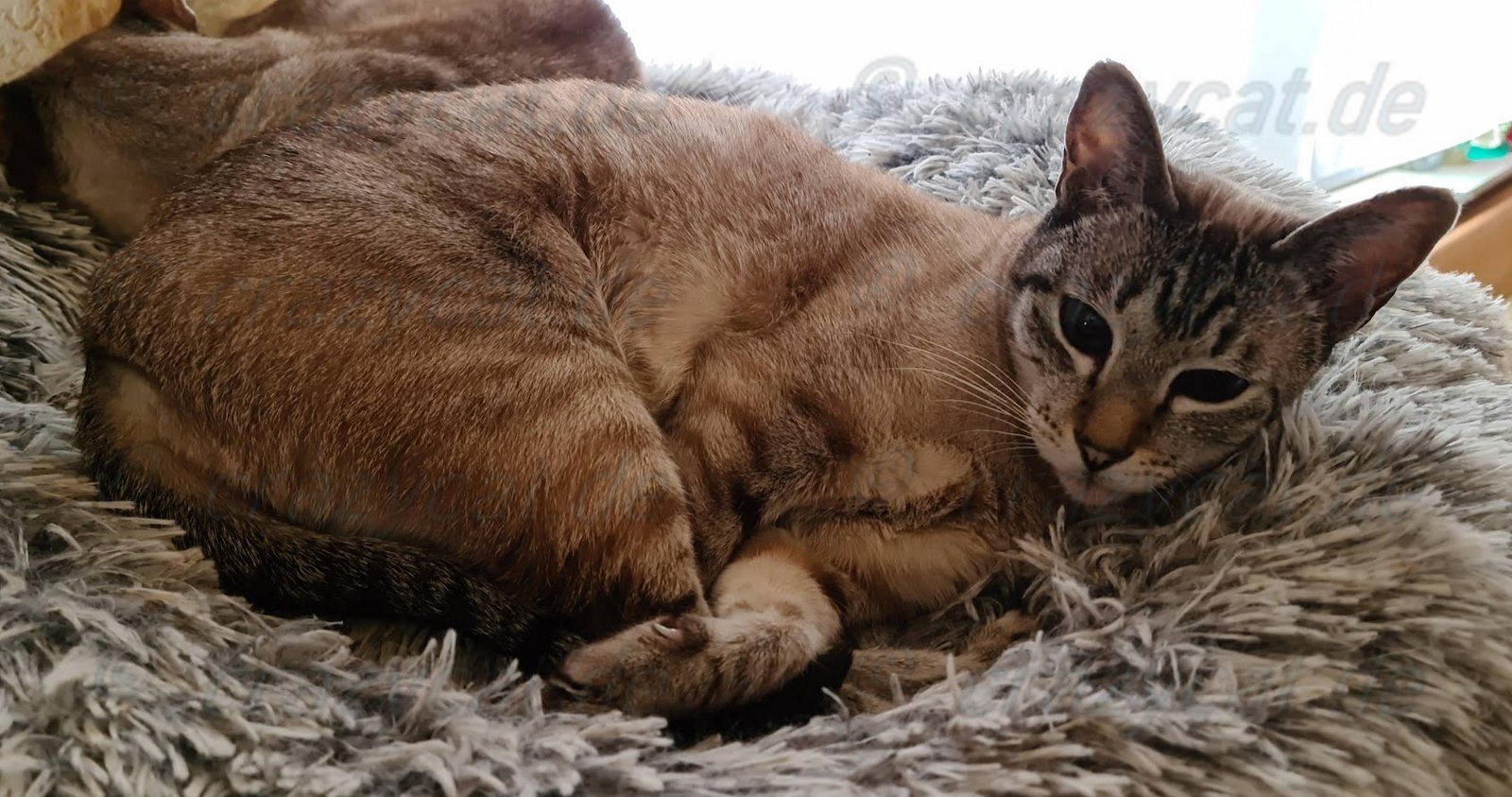 Siamkatze Shorty in Ihrem Katzendonat