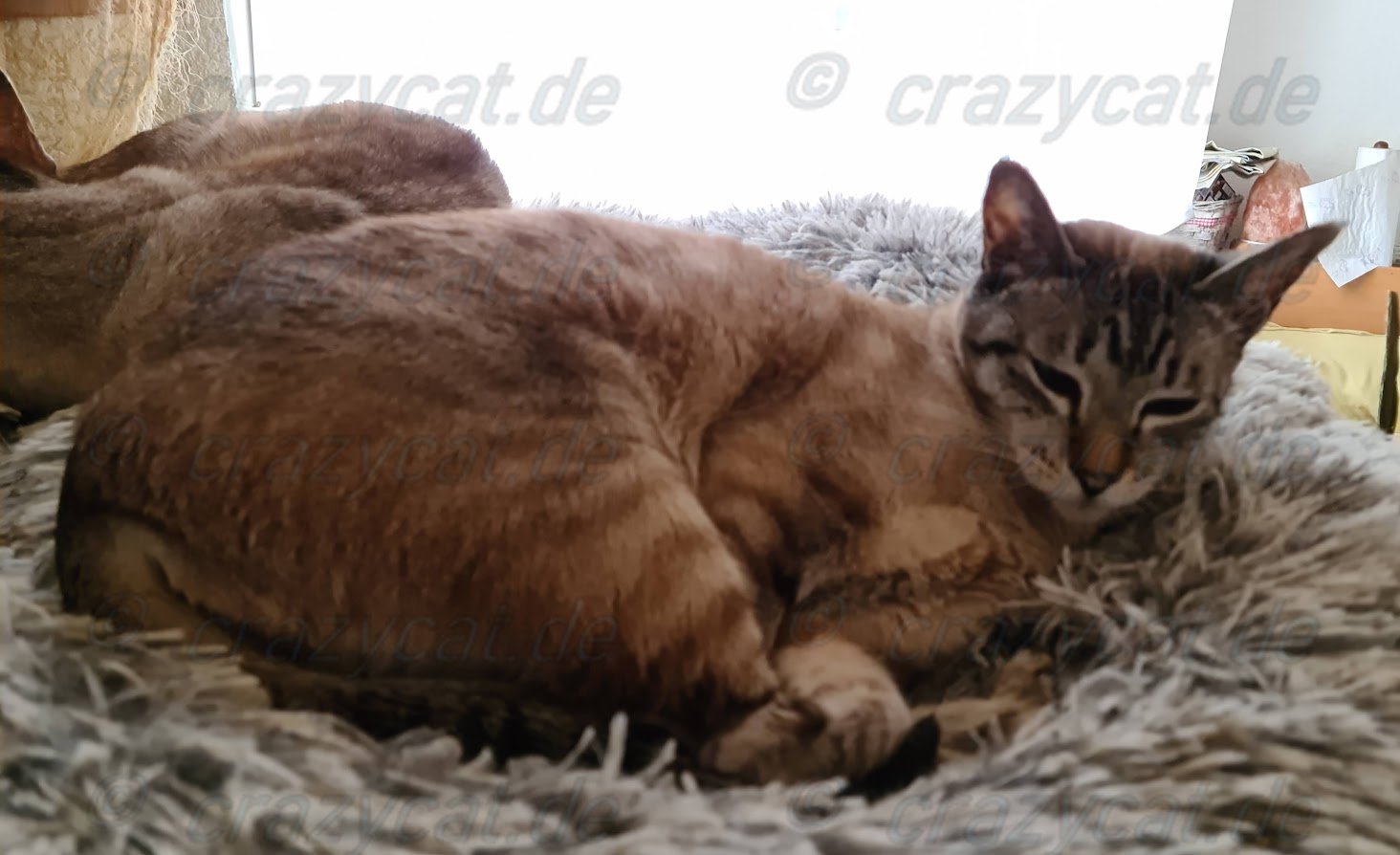 Siamkatze Shorty beim Mittagsschlaf