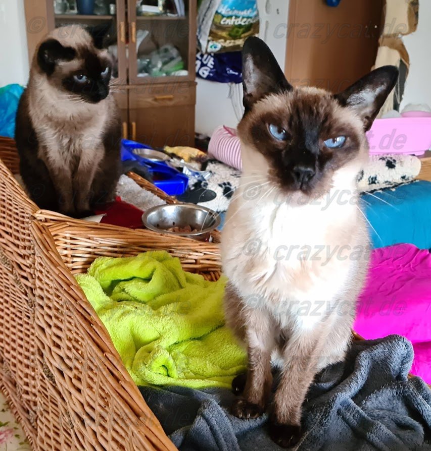 Siamesen Samy &amp; Scratchy 