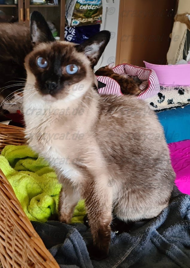 Siamkater Scratchy auf seinem Katzenkörbchen