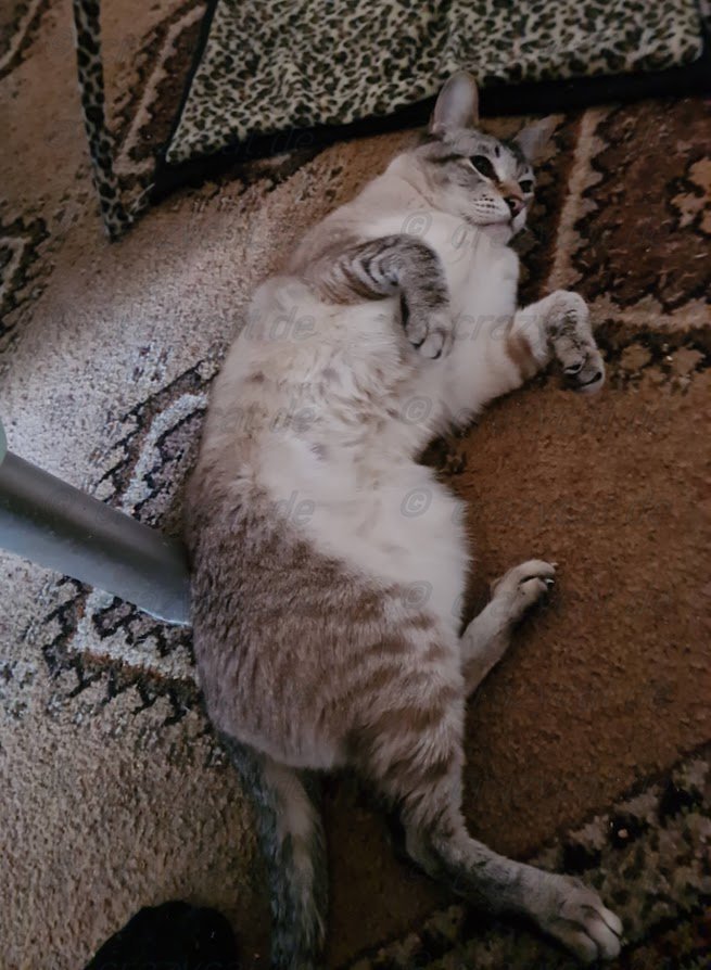 Siamkater Simba beim Relaxen