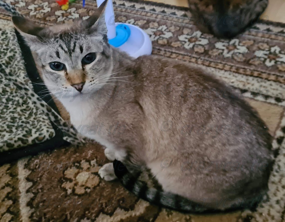 Siamkater Simba sitzt einfach nur da