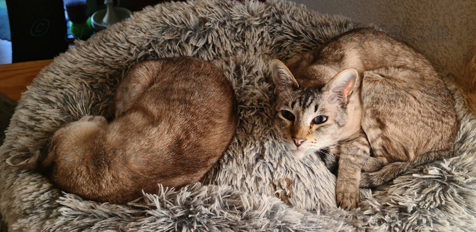 Siamkatzen Simba und Shorty auf Ihrem Katzendonat