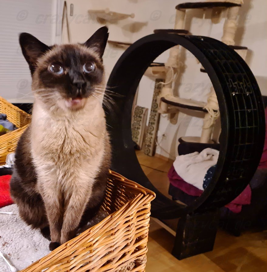 Siamkatze Samy erzählt gerade Ihren Tagesablauf