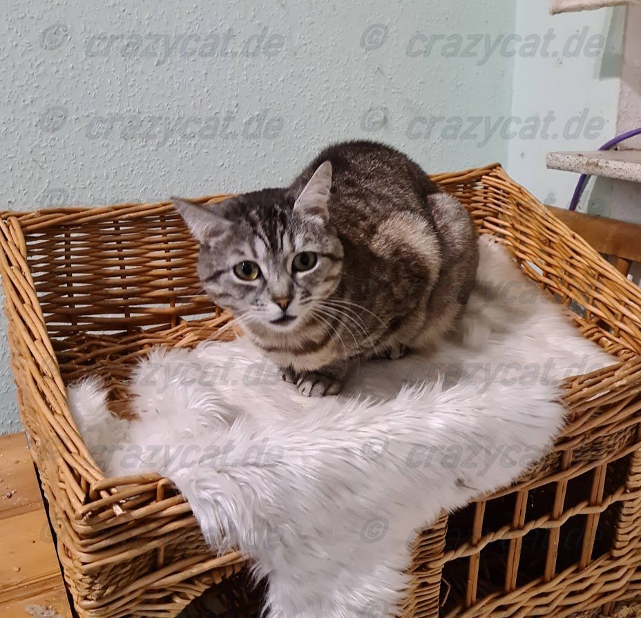 Lexy sitzt auf einem Katzenkörbchen