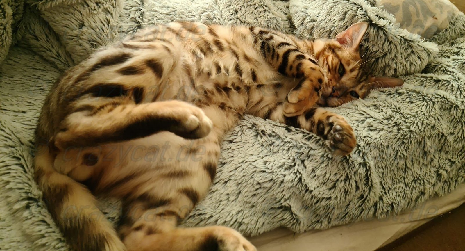 Bengalkatze Tyrion ist müde