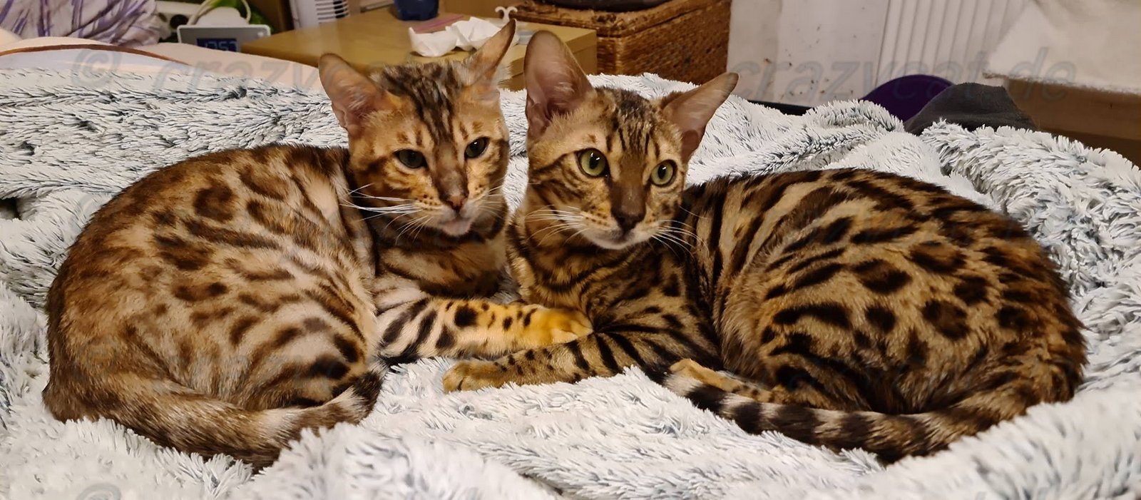 Bengalkatze Tyrion &amp; Tyrell kuscheln auf dem Bett