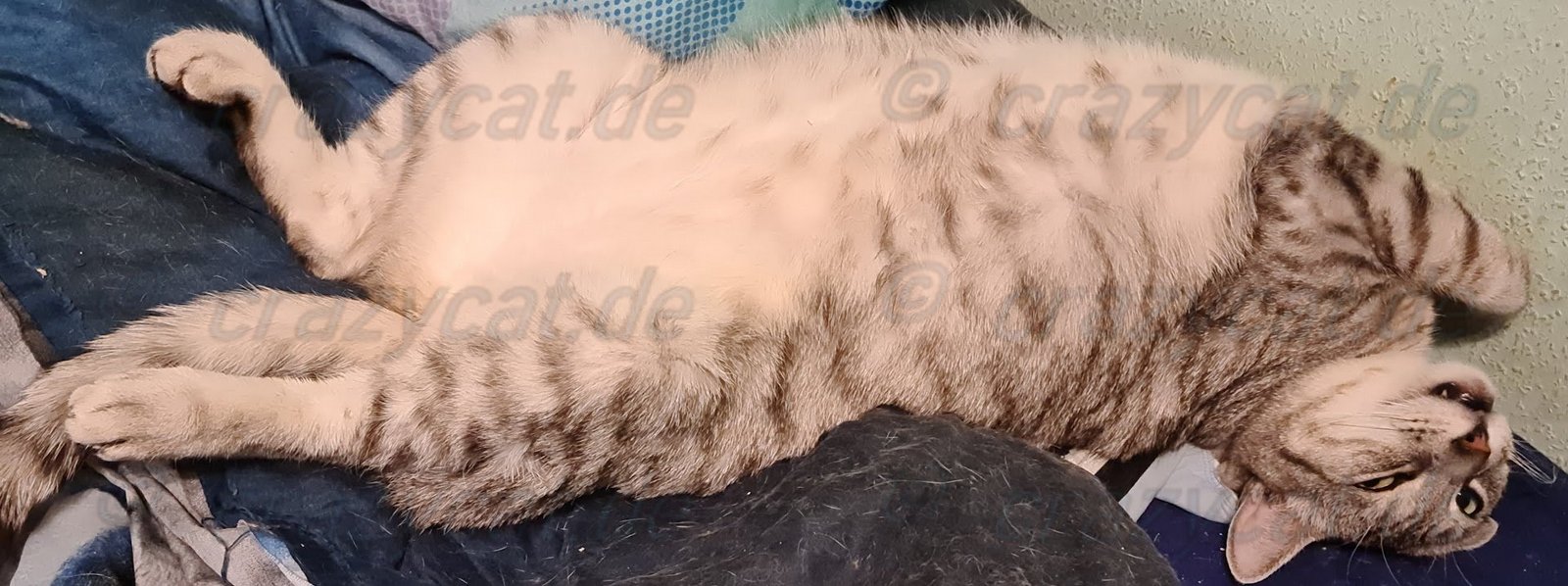 Fussel in der Bengalenstellung auf dem Bett