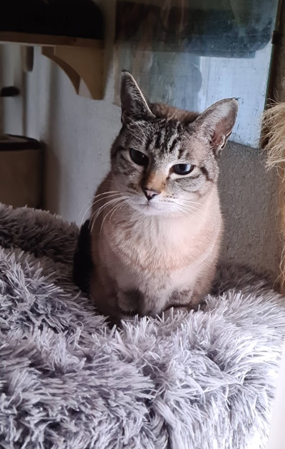 Siamkatze Shorty liegt in Ihrem Katzendonat