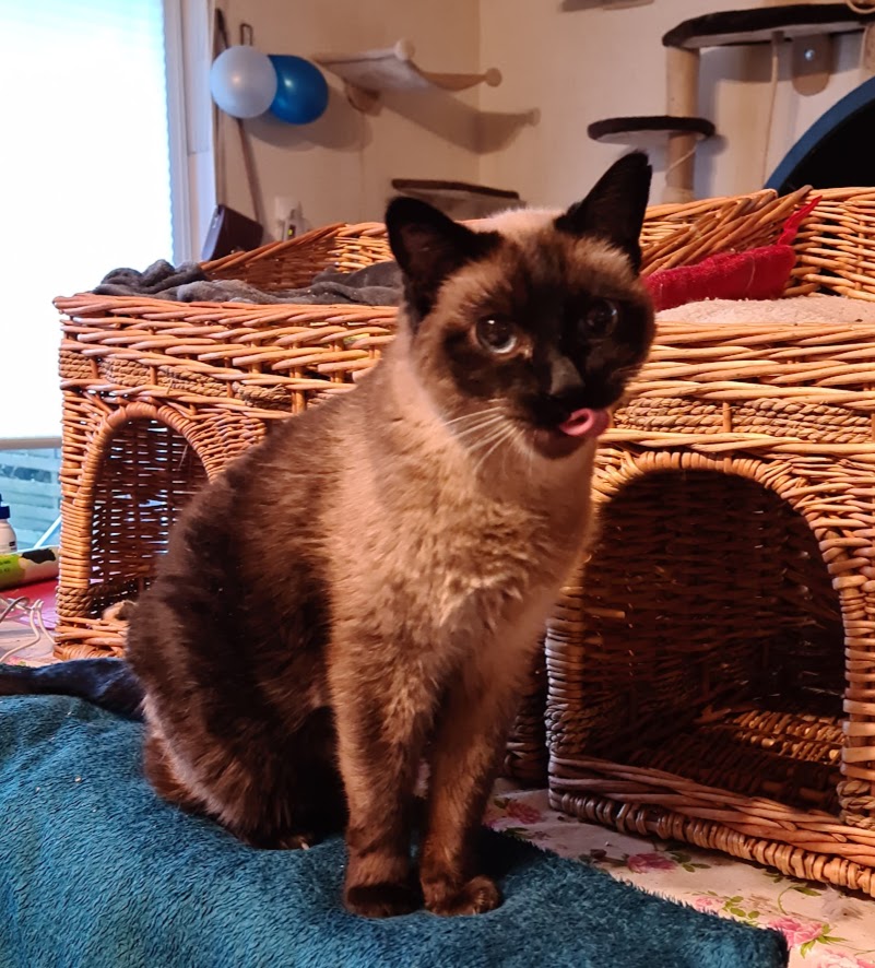 Siamkatze Samira beim Putzen