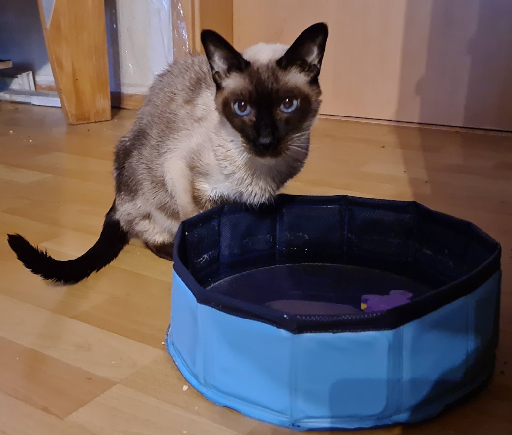 Siamkater Scratchy am Katzenteich