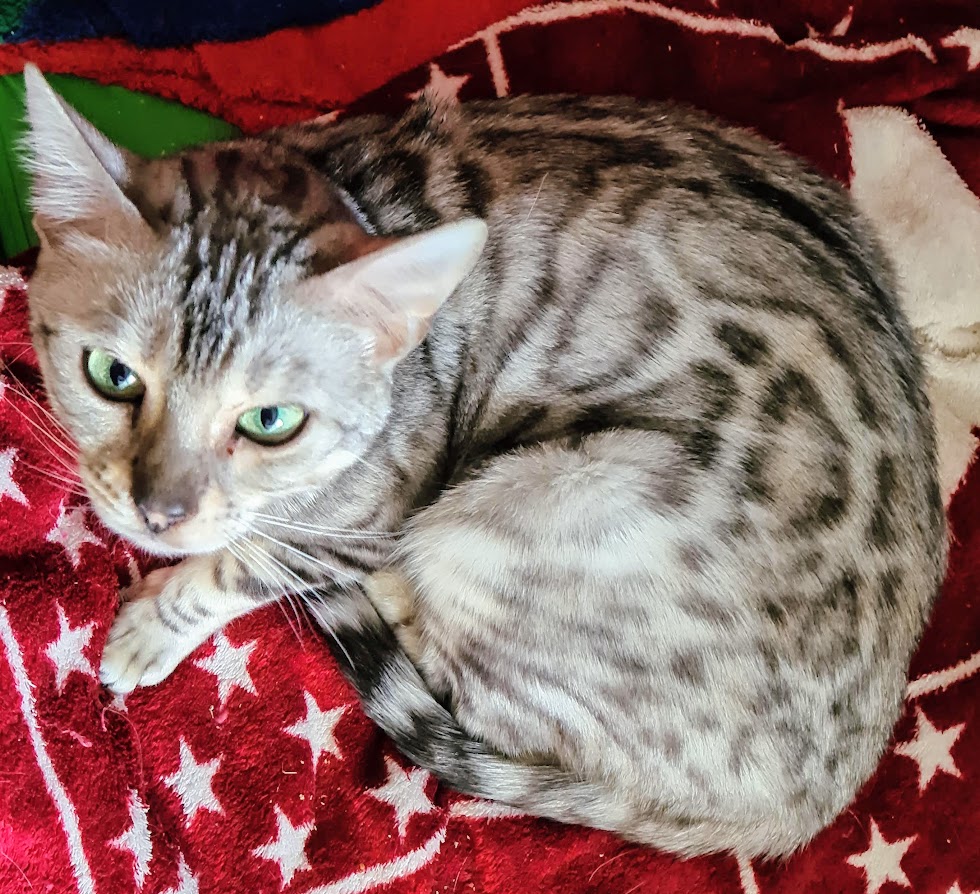 Bengalkatze Naomi