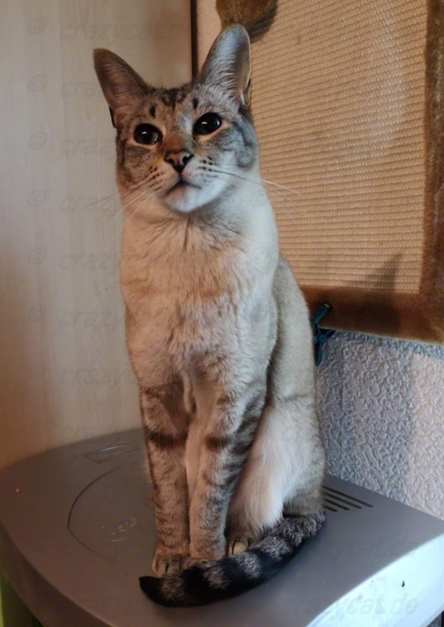 Siamkater Simba auf dem Aquarium